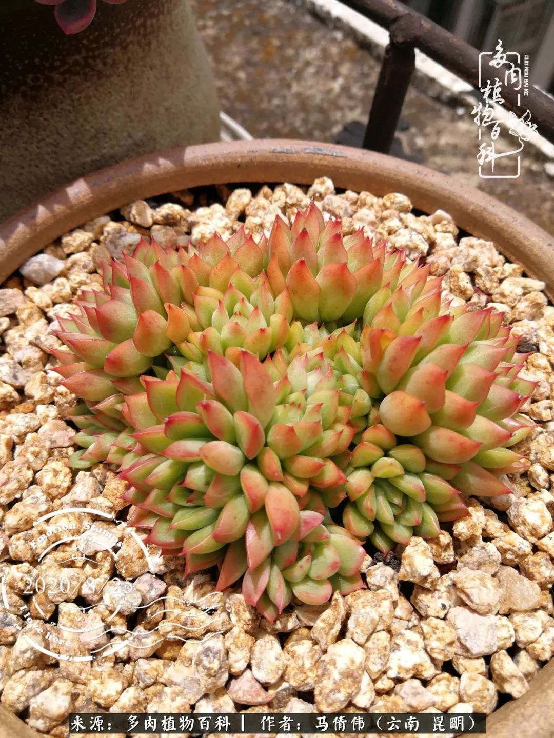 熬过了夏天的多肉,多肉熬过夏天惊艳整个秋天