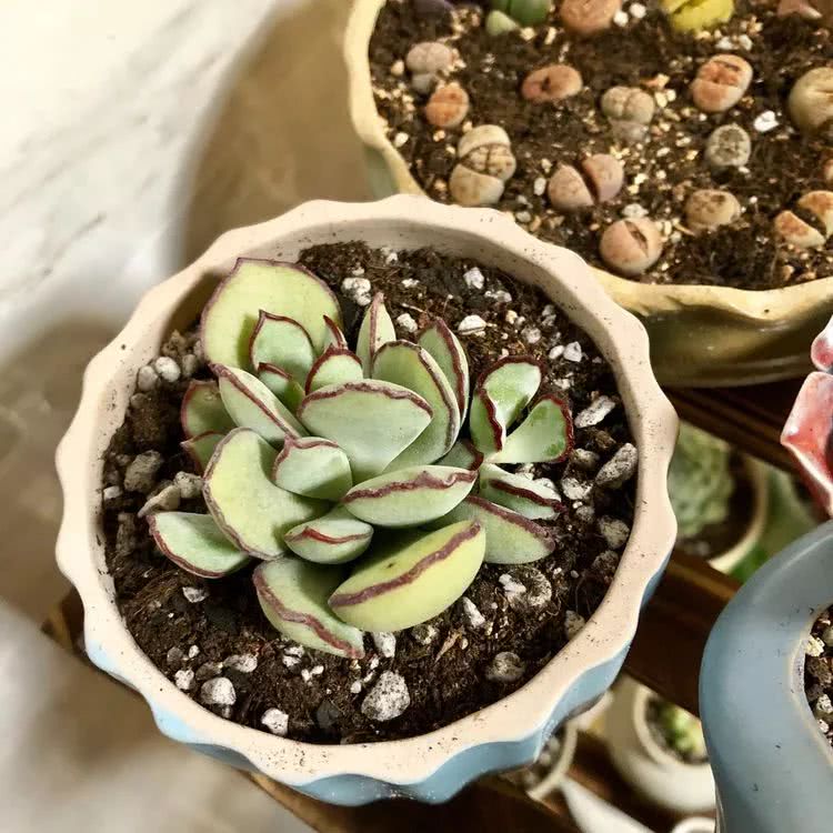 新手小白入坑多肉必看攻略,多肉新手入坑必备指南