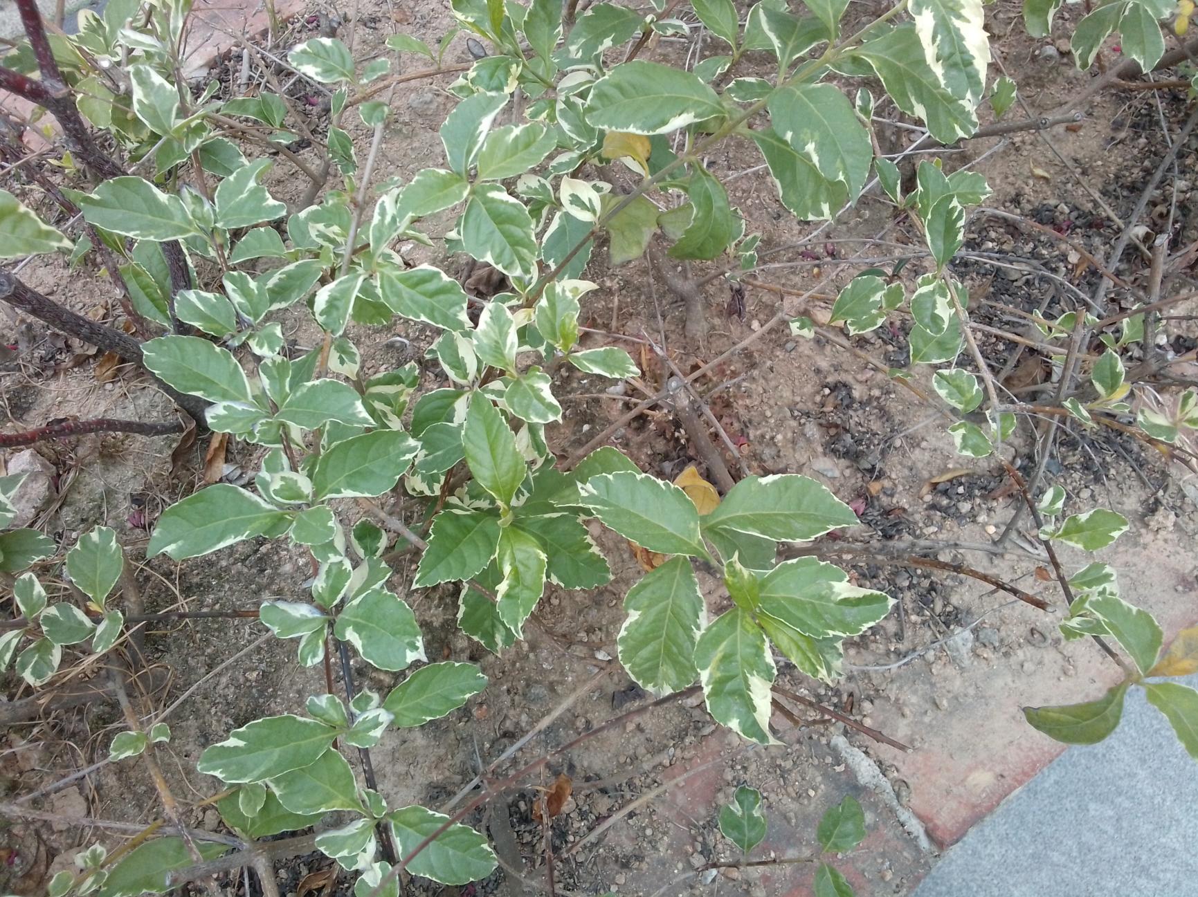 台电t40pro深度评测,台电t40平板怎么样