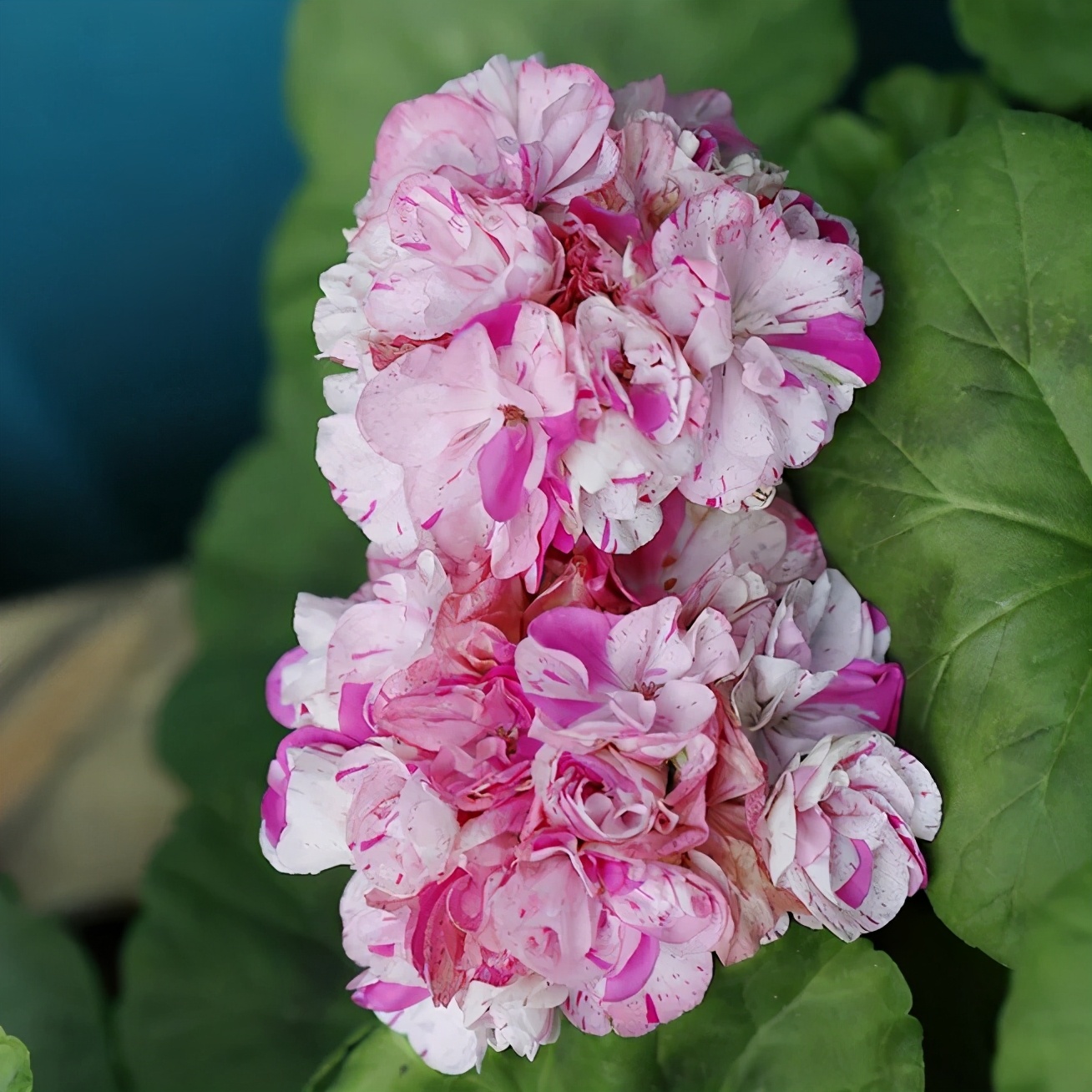 这种花别乱浇水水越多越不开花,这种花不怕冷好养易活