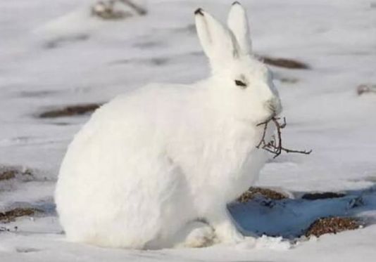 北极兔腿长,北极兔高冷长腿