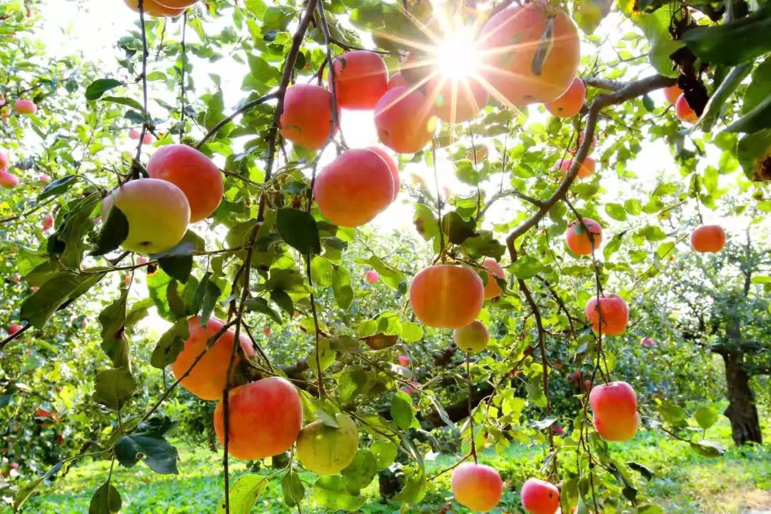 脆甜苹果新鲜水果,脆甜的苹果有什么品种
