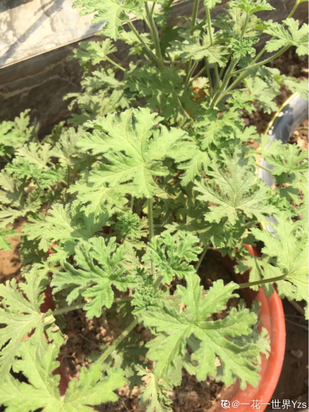 花盆里的小黑飞苍蝇怎么处理,家里养什么花最容易生小黑飞虫