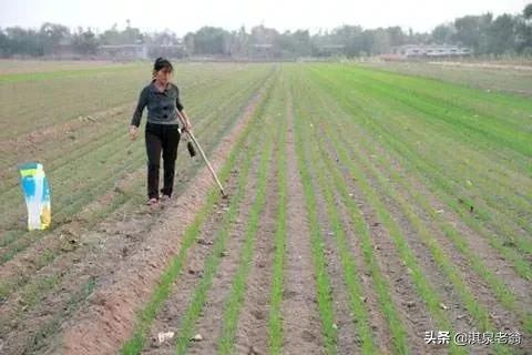 小麦条播怎么播,小麦撒播高产还是条播高产