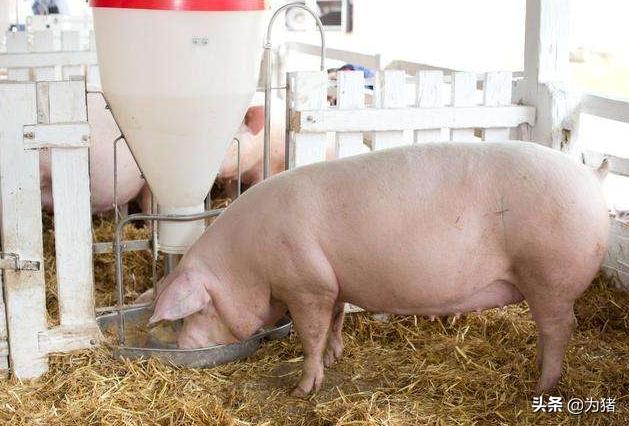 母猪流产如何防控,母猪有流产现象用什么药物防流产