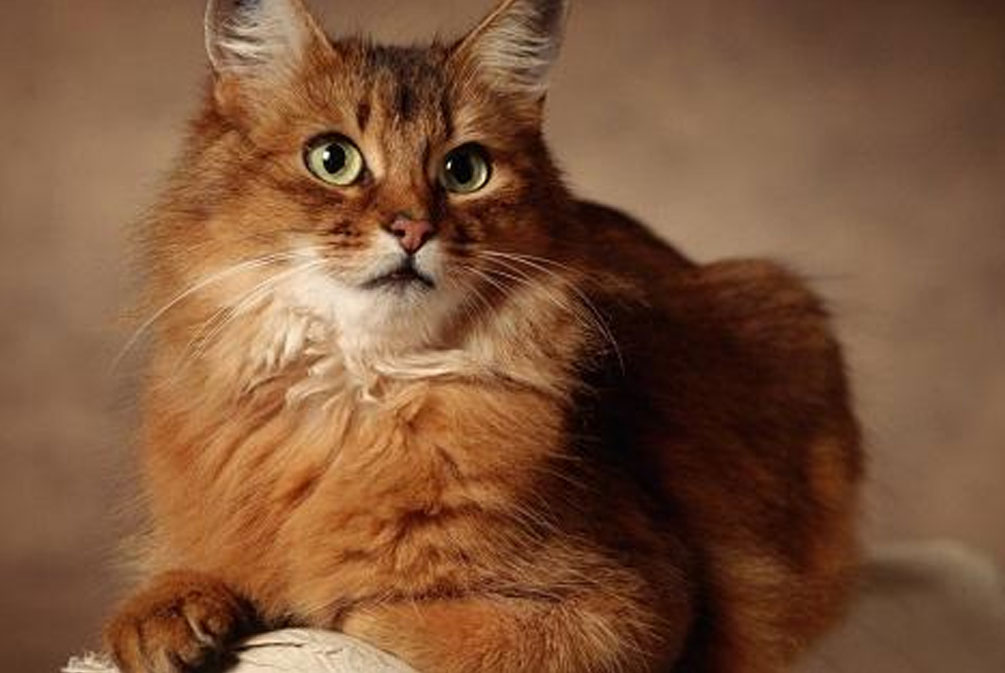 猫耳朵发热是什么原因,猫耳朵发热是怎么回事啊