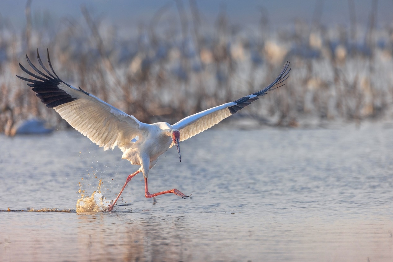 佳能r5和r5哪个更适合拍鸟,佳能eosr5适合拍鸟吗