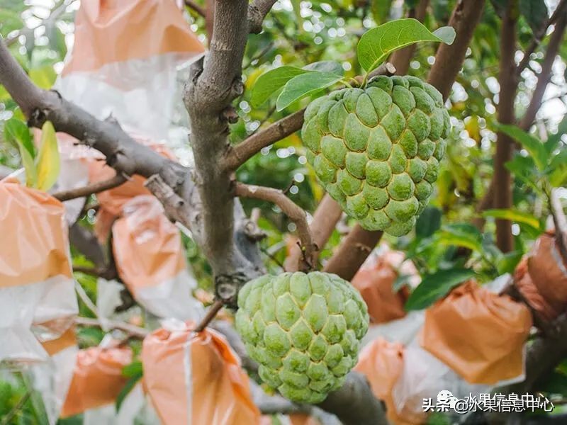 目前释迦最好的品种,粉色释迦