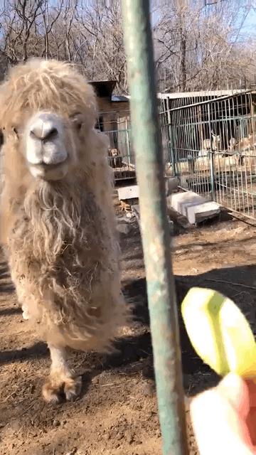 冰雪奇缘的美丽瞬间,冰雪奇缘照进现实