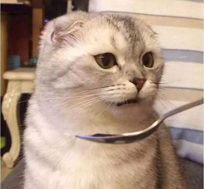 猫咪误食大块异物,猫咪误食了异物怎么办