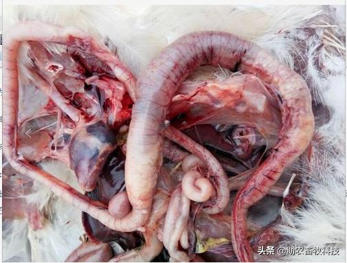 一例蛋鸡坏死性肠炎的诊治,禽坏死性肠炎用什么药治