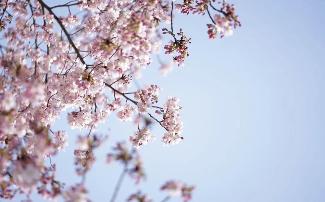 小众赏樱胜地,魔都赏樱旅游攻略