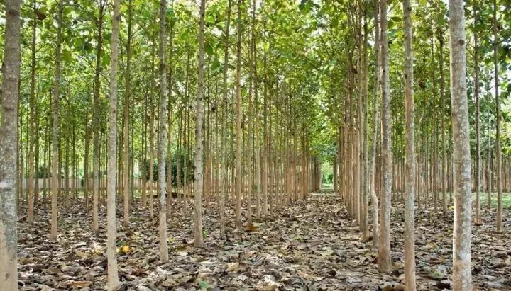 柚木凭什么被称为万木之王,万木之王缅甸柚木纯手工打造