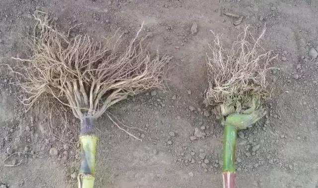 除草剂几天可以灭草,不用除草剂就灭草的配方