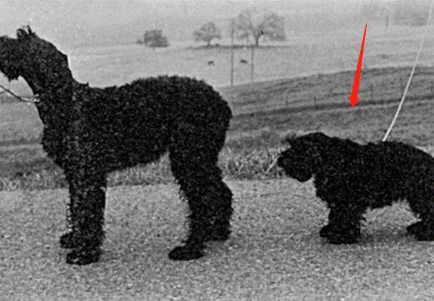 小狗得甲亢,小狗甲状腺机能低下