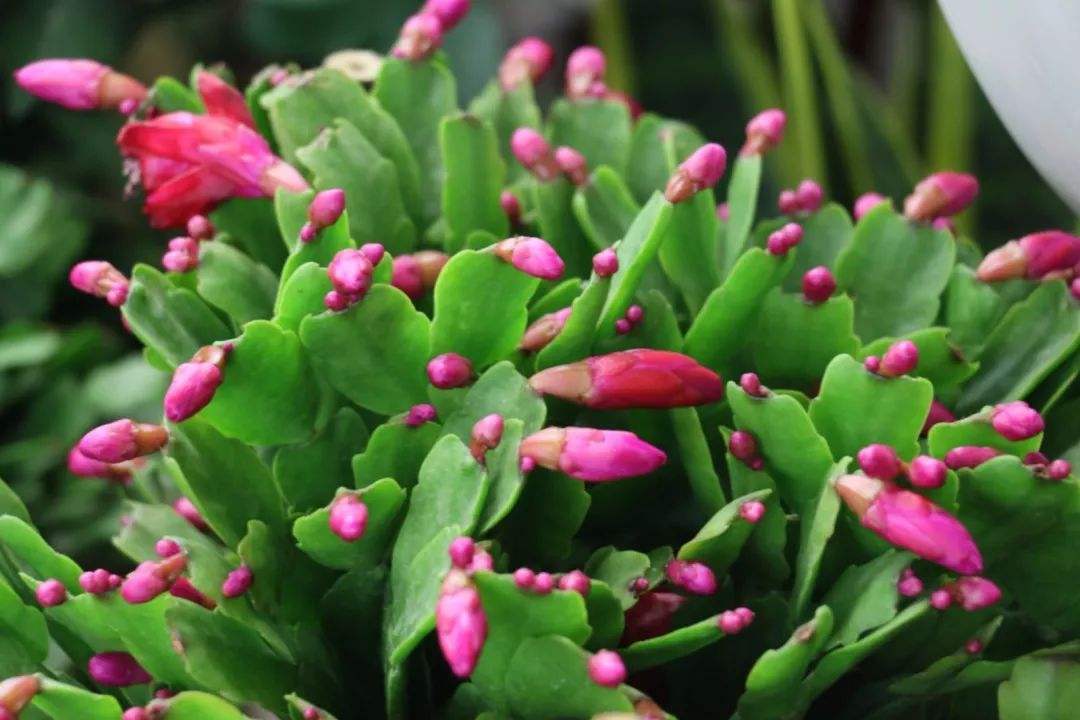 蟹爪兰长出花苞后怎么养护,火龙果嫁接的蟹爪兰花苞干瘪坏死