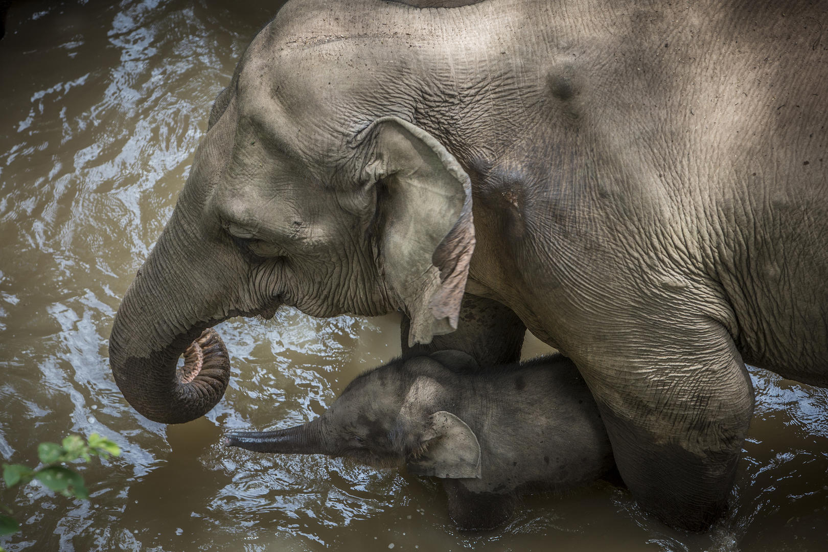 专访：亚洲象北上是整体趋势，长期投喂香蕉、菠萝、玉米等高糖、高热量食物，可能导致野象得高血压、糖尿病