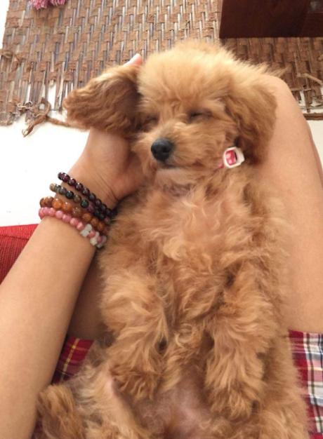 养泰迪犬是我这辈子最不后悔的事,饲养泰迪犬要记住7件事