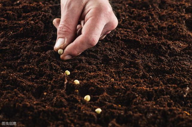 砂仁种植技术和方法,怎样使砂仁高产