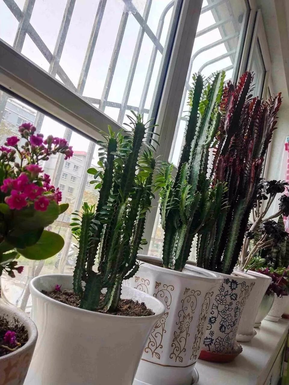 家里适合养花镇宅,懒人养花养什么树好养呢