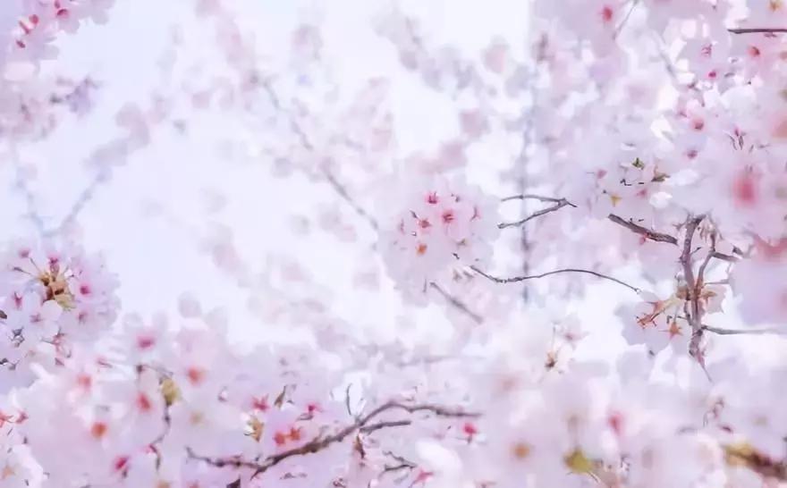 何必远赴日本！这个超级浪漫的赏樱地已花开成海，错过后悔一年
