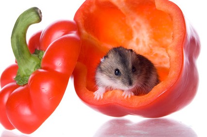 养鼠新手鼠感冒了怎么办,养鼠新手养哪种品种的鼠更好