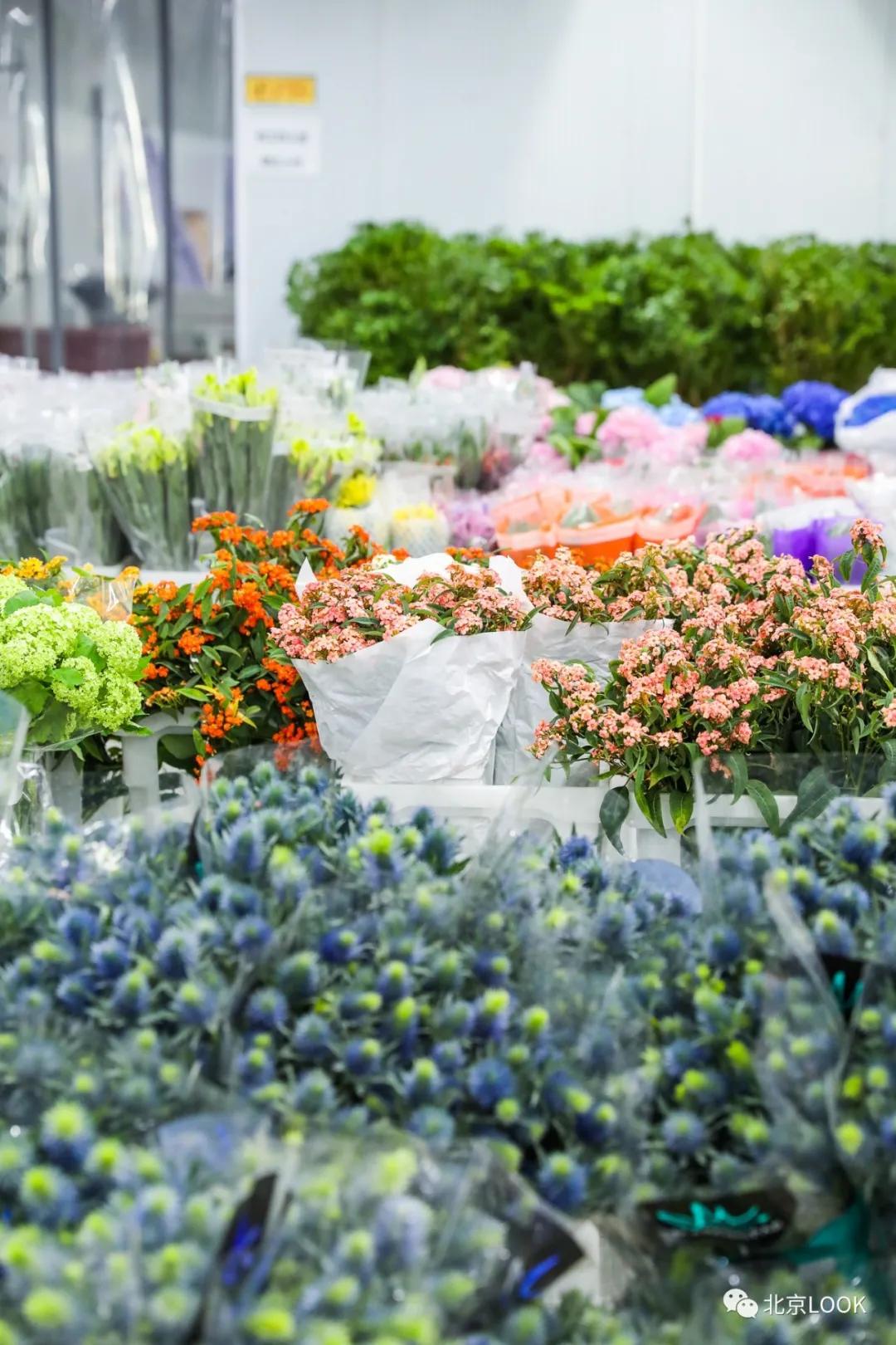 北京最大的露天花卉,北京最大的花卉大观园