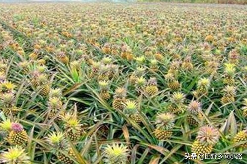 菠萝怎么种植才好吃,菠萝种植基地如何种菠萝