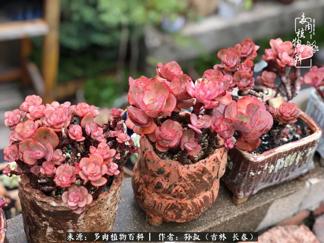 与多肉一起成长,与多肉相伴