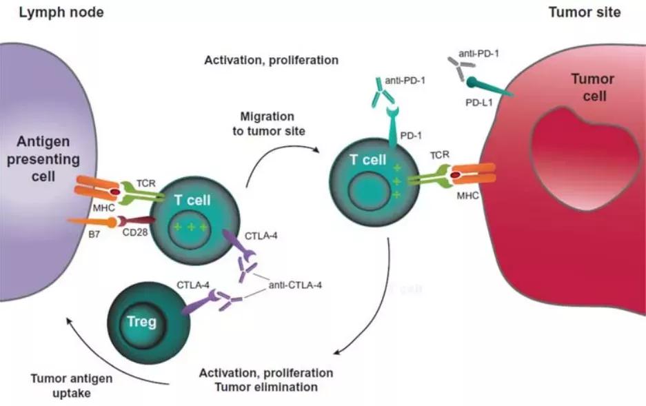 肿瘤突变负荷（TMB）能预测联合免疫治疗的疗效吗？|脑海Yeah