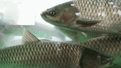 鱼里有柴油味的鱼能吃吗,这几种鱼别吃小心中毒