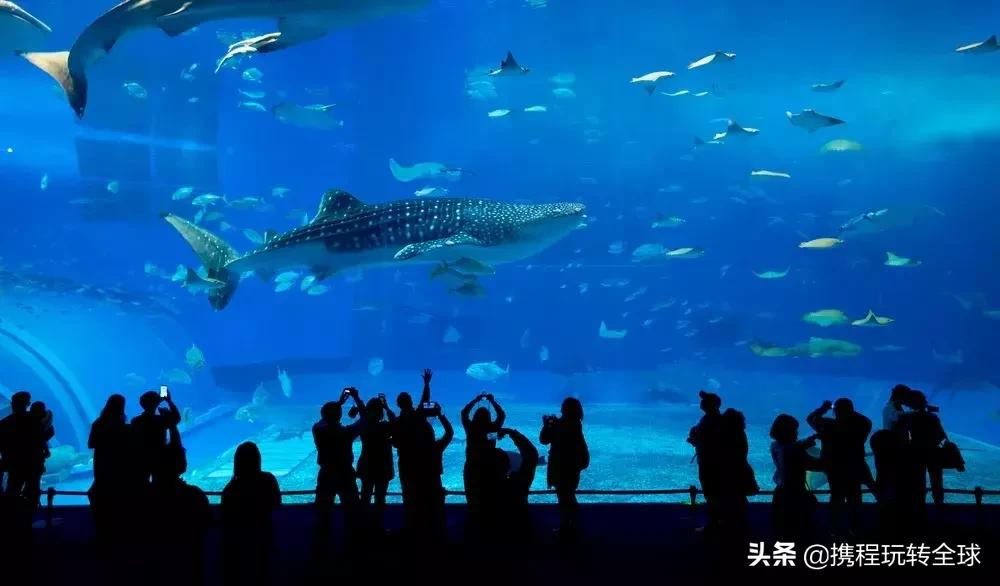 冲绳2月看樱花,冲绳哪里看樱花