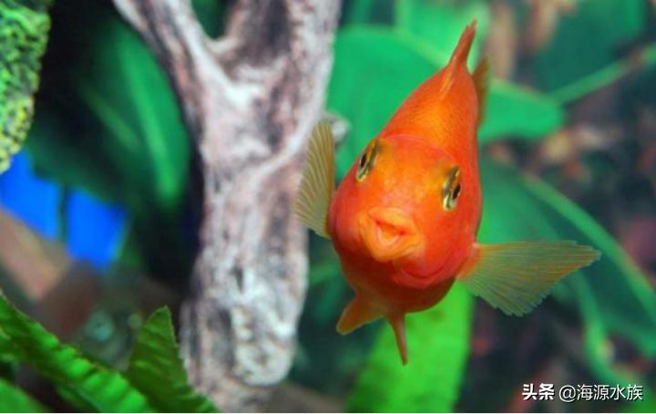 金鱼到底要水多点好还是少点好,养金鱼多久喂一次食多久换一次水