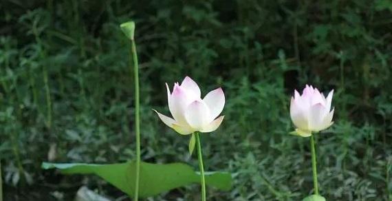 语文没学好写诗,怎样学写诗