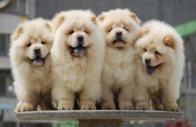 家养宠物推荐松狮犬狗粮,松狮犬狗粮100斤