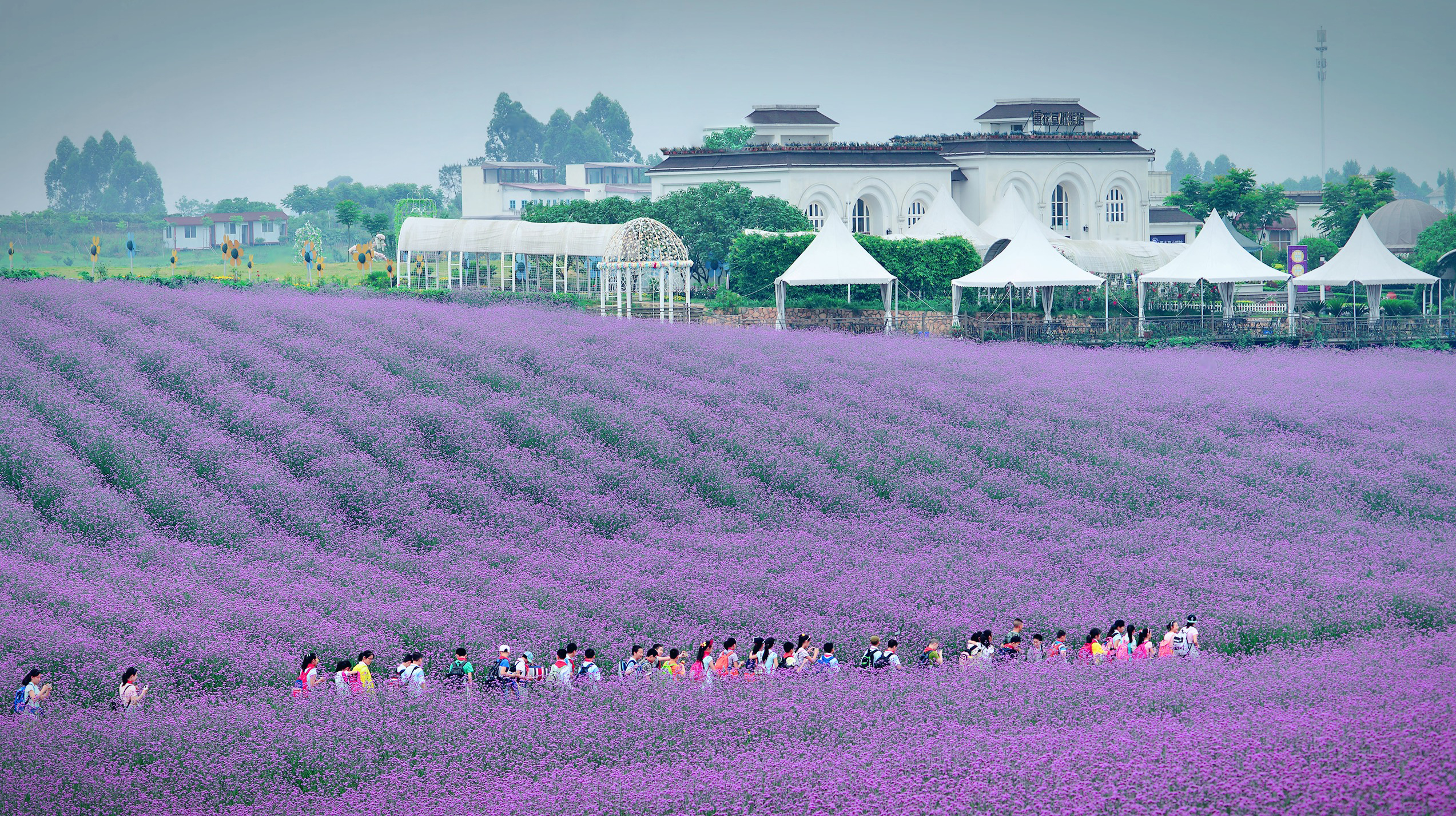 “论斤卖”的10种花卉种子，花海都种它，“靠天吃饭”就能活