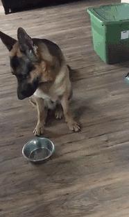 德国牧羊犬乱咬,边境牧羊犬挑食怎么办