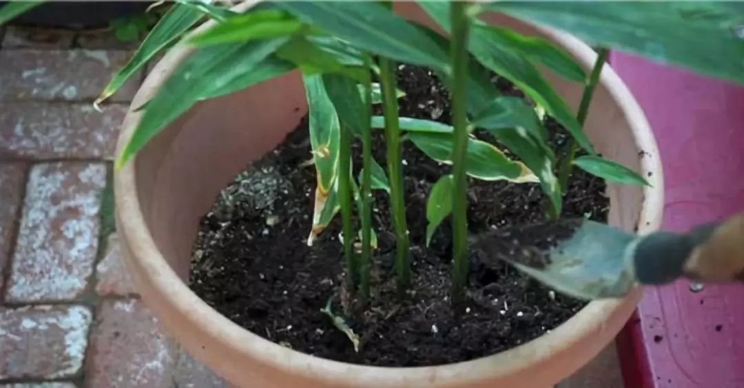 学习|切块生姜放水里，3天发芽，半年结出一桶姜