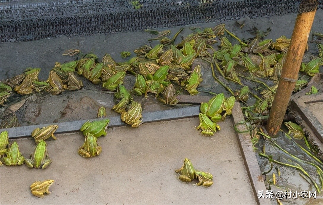 返乡创业养殖黑山羊经历,适合农村创业养殖的6个项目