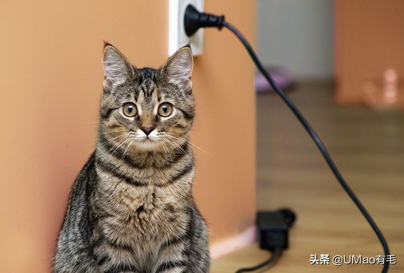 不许猫咪咬东西,不要溺爱猫咪