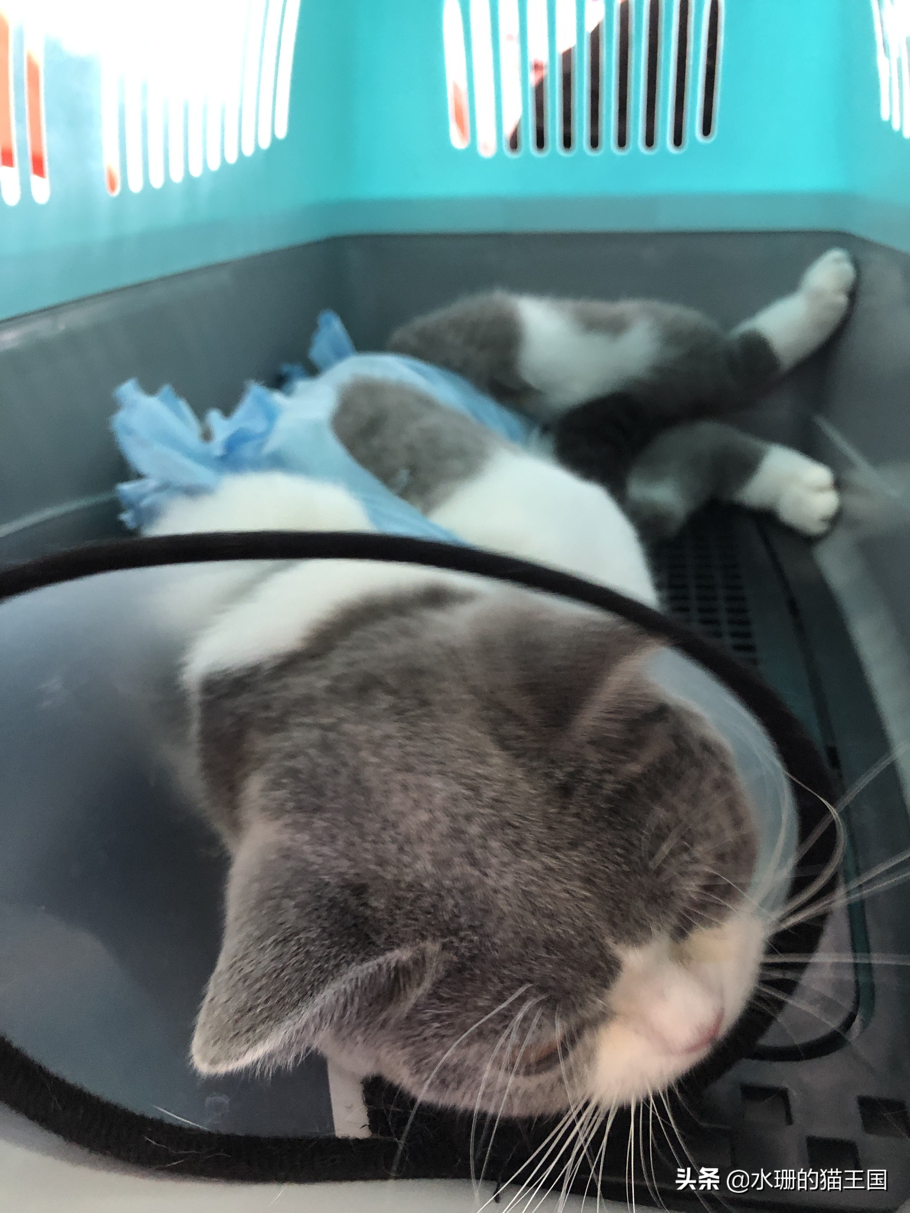 母猫绝育术前术中术后,母猫绝育全过程演示