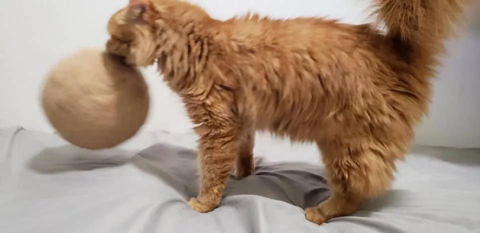 在路上捡回来的流浪猫给它洗澡,救助的流浪猫生病自己无能为力