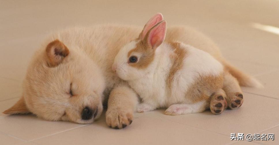 很多可爱狗狗,汪汪队6只可爱的狗狗