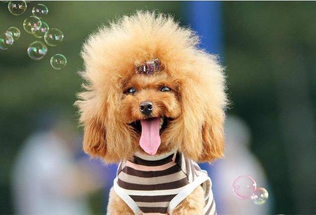 养泰迪对身体的好处,养泰迪的好处和坏处