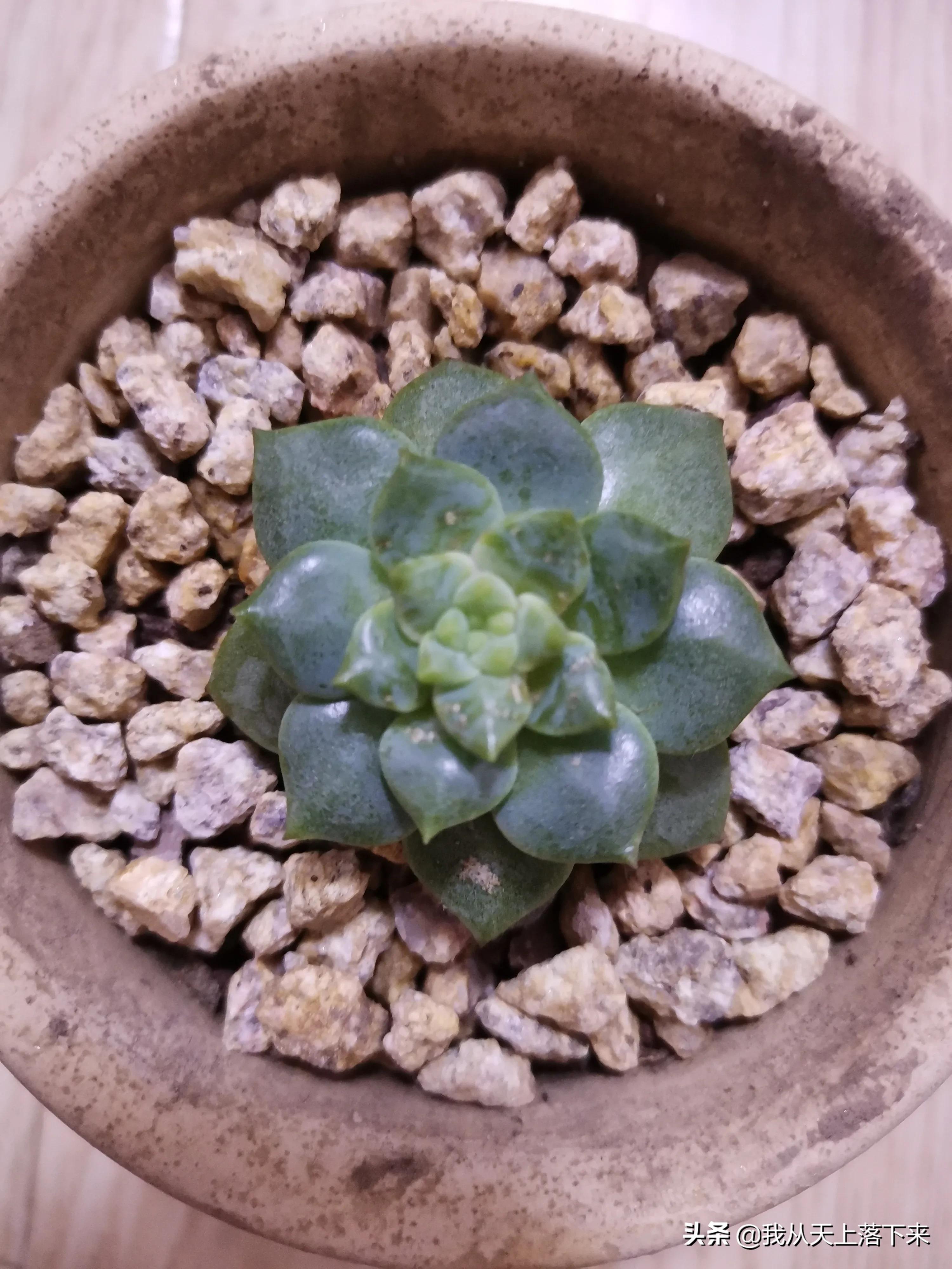 89种常见多肉植物品种图，实物拍摄，还不认识的小伙伴赶紧收藏好