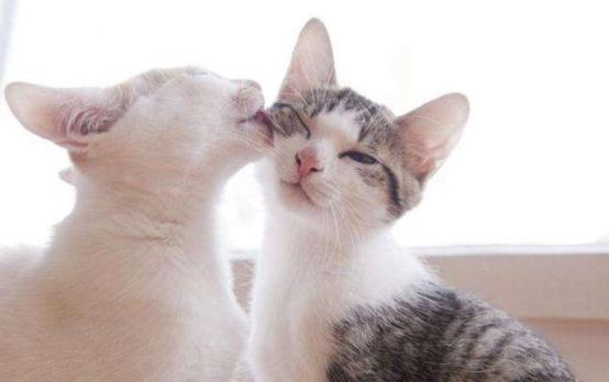 猫毛会被婴儿吸进肺部吗,家人对猫毛过敏能养猫吗