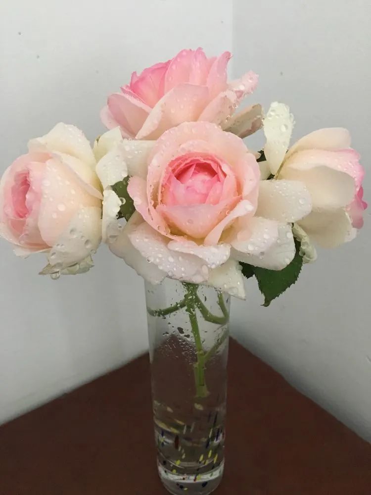 五颜六色的透明多肉,颜色超好看的多肉