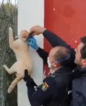 猫咪项圈对人有没有危害,猫咪项圈对猫咪有危害吗