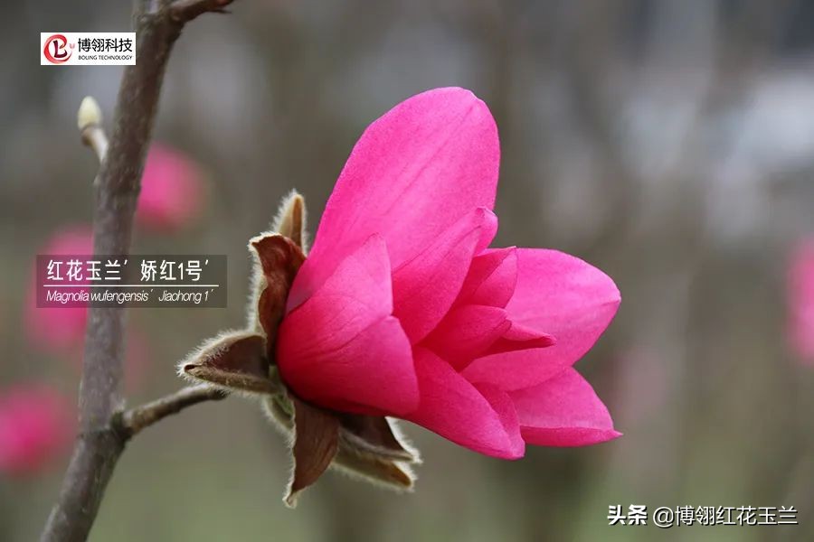 娇红一号玉兰真假识别,娇红一号玉兰和黄鸟玉兰区别