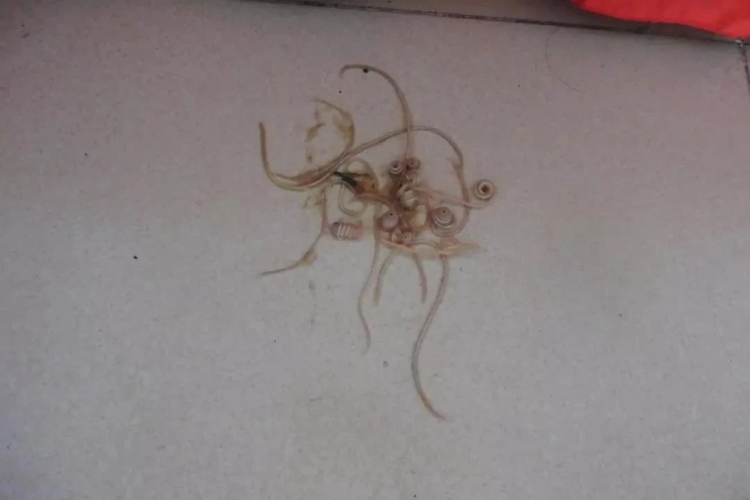 狗狗拉出一条蛔虫肚子里还会有吗,狗狗粪便拉出来会动的虫子